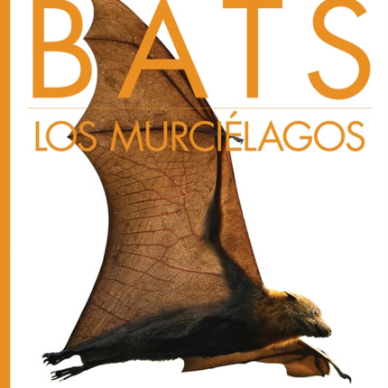 Bats  Los Murciélagos