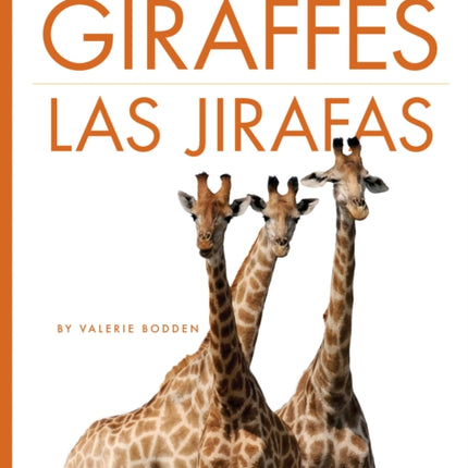Giraffes  Las Jirafas