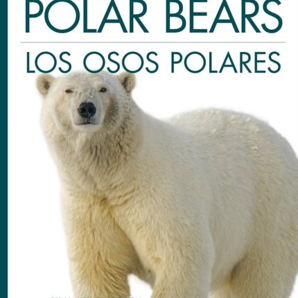 Polar Bears  Los Osos Polares