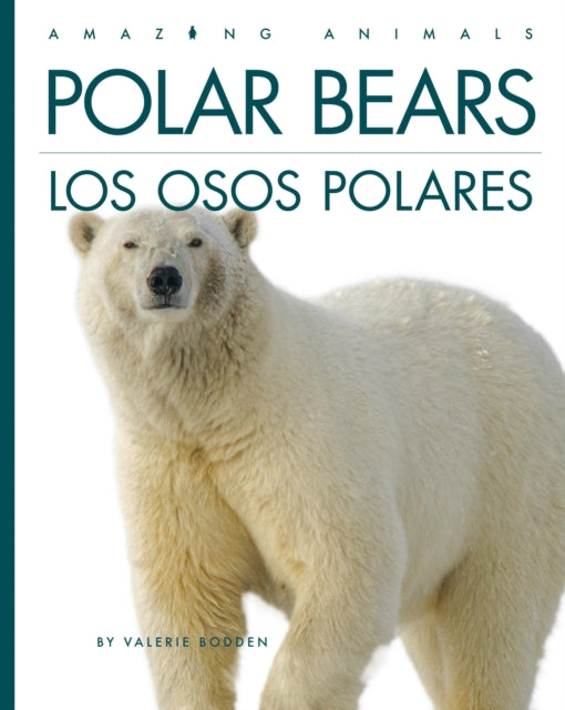 Polar Bears  Los Osos Polares