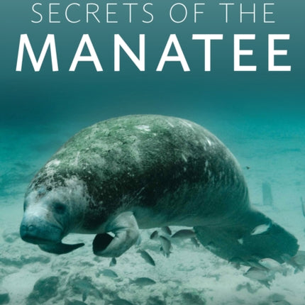 Secrets of the Manatee: An Insider's Guide to Florida’s Most Iconic Marine Mammal