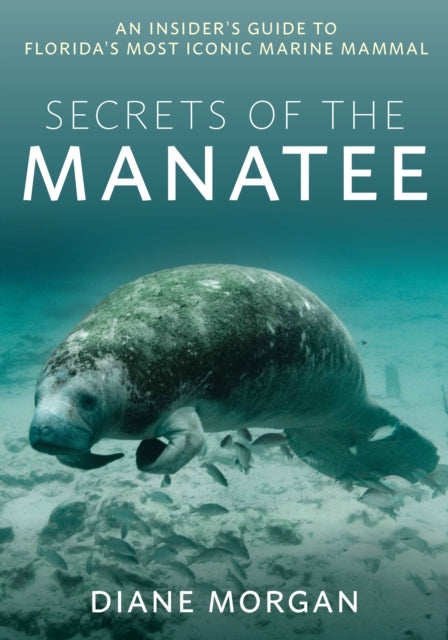 Secrets of the Manatee: An Insider's Guide to Florida’s Most Iconic Marine Mammal