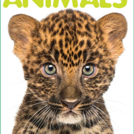 Eyes On Animals