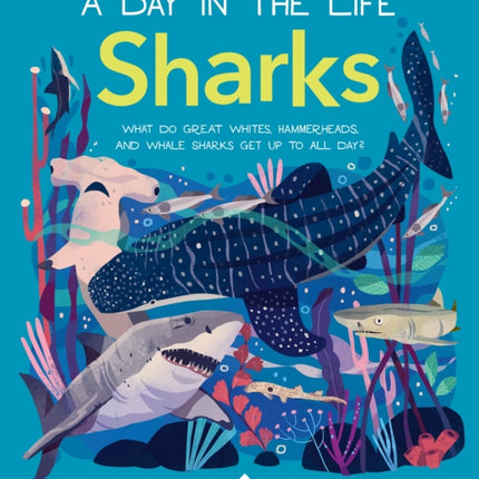 Sharks (a Day in the Life): What Do Great Whites, Hammerheads, and Whale Sharks Get Up to All Day?