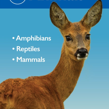 Reed Mini Guide Animals