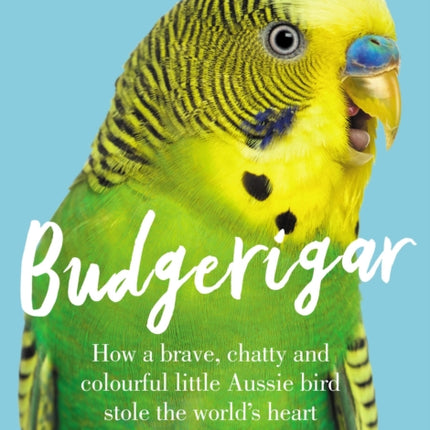 Budgerigar