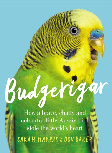 Budgerigar