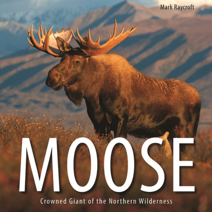 Moose: Crowned Giant of the Northern Wilderness