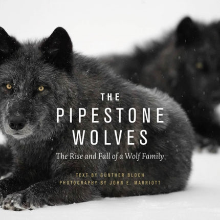 The Pipestone Wolves