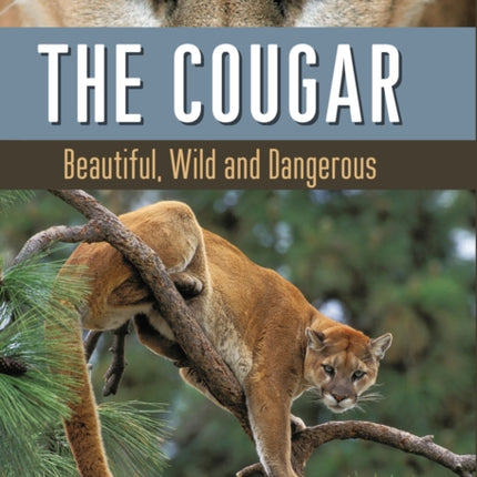 The Cougar: Beautiful, Wild and Dangerous