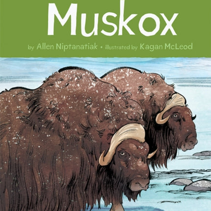 Animals Illustrated: Muskox