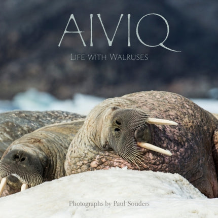 Aiviq: Life With Walruses