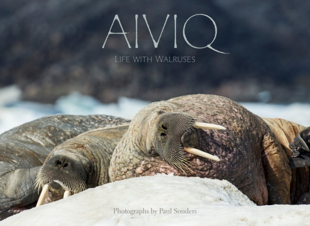 Aiviq: Life With Walruses