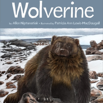 Animals Illustrated: Wolverine