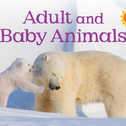 Adult and Baby Animals: English Edition