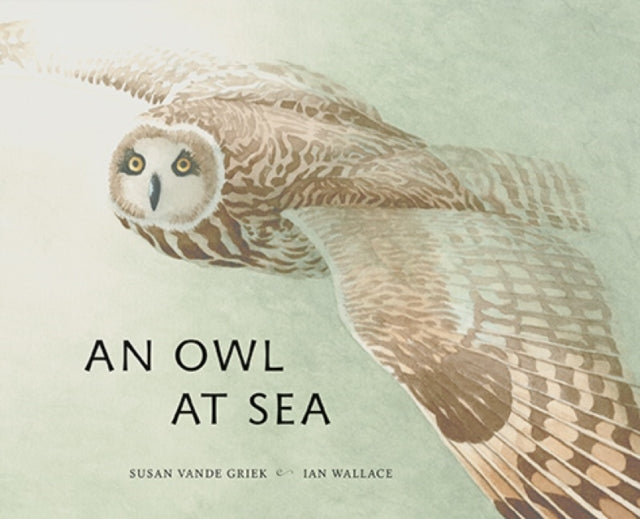 An Owl at Sea