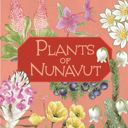 Junior Field Guide: Plants of Nunavut: English Edition