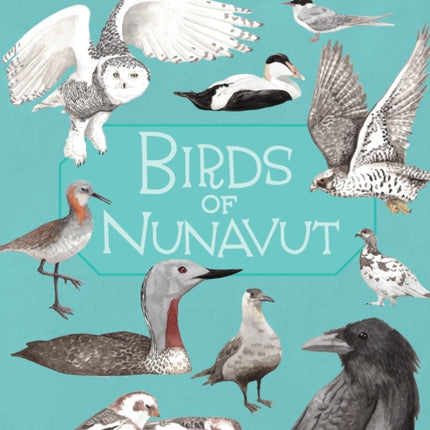 Junior Field Guide: Birds of Nunavut: English Edition