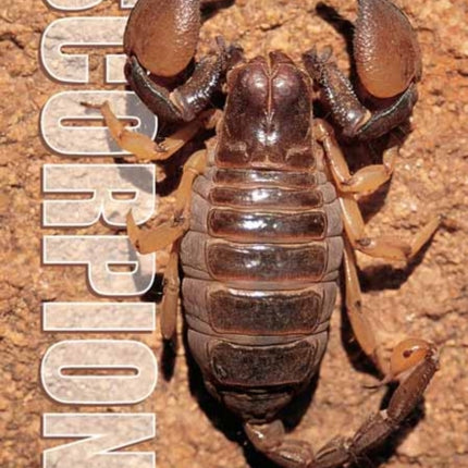 Scorpions of South Africa