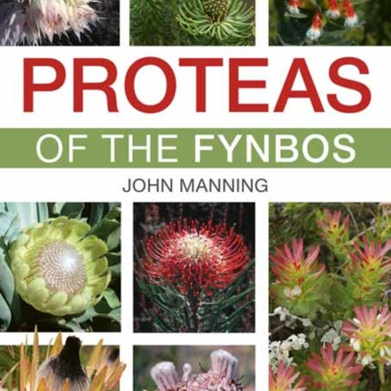 Proteas of the Fynbos