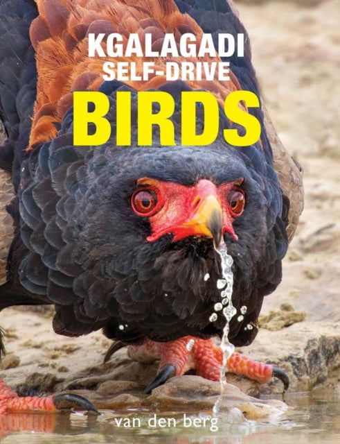Kgalagadi SelfDrive Birds