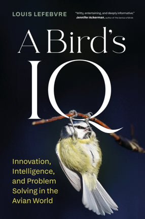 A Birds IQ