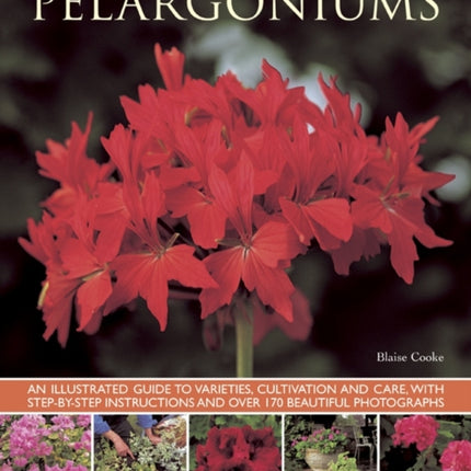 Pelargoniums