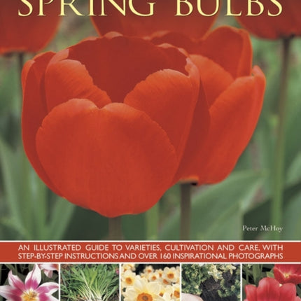 Spring Bulbs