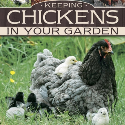 Keeping Chickens in Your Garden
