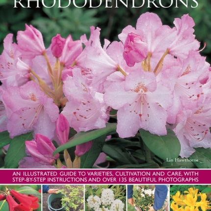 Rhododendrons