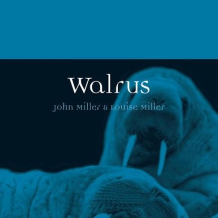 Walrus Animal