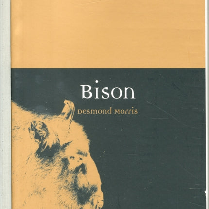 Bison