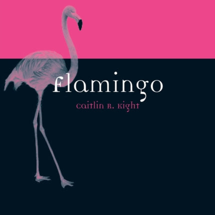 Flamingo Animal