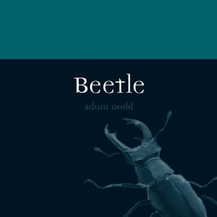 Beetle