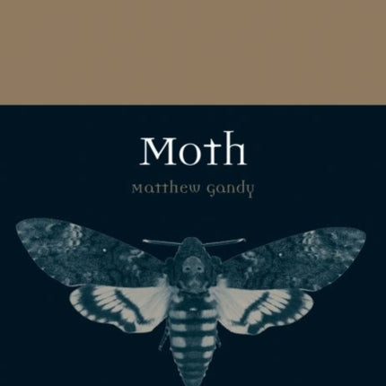 Moth