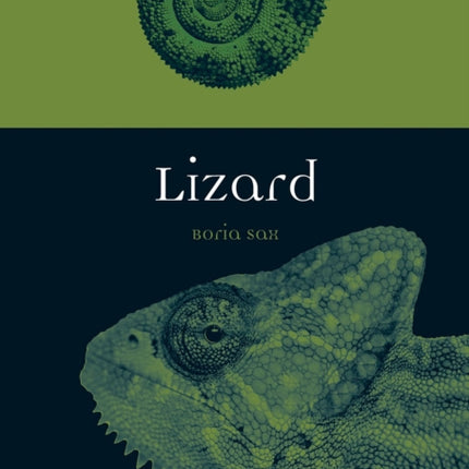 Lizard