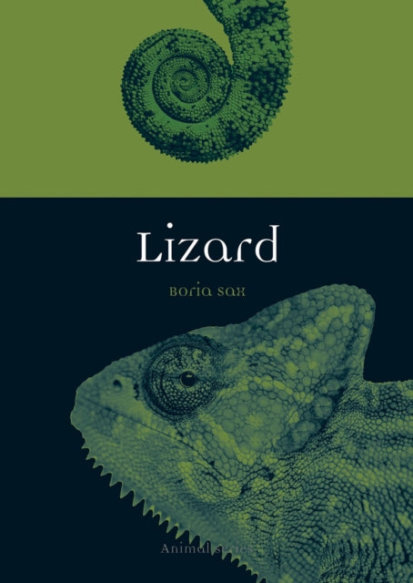 Lizard