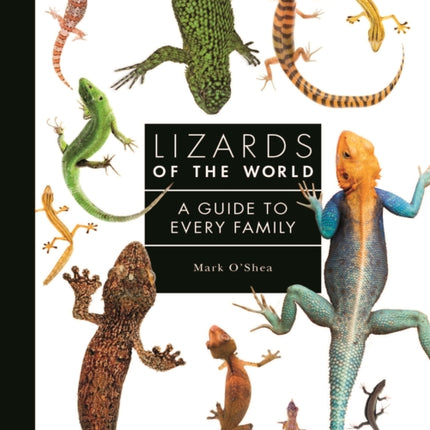 Lizards of the World: A Guide to Every Family