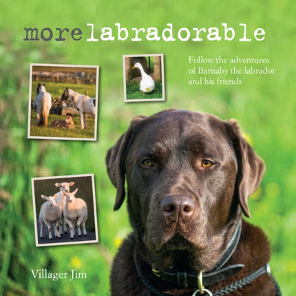 Morelabradorable: Follow the Adventures of
