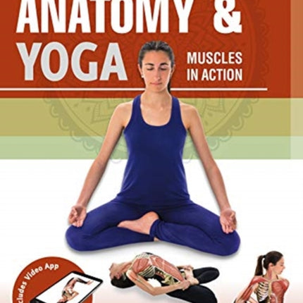 Anatomy & Yoga: Muscles in Action