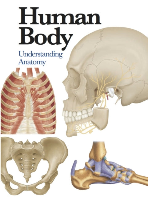 Human Body: Understanding Anatomy