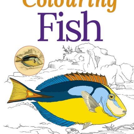 Colouring Fish