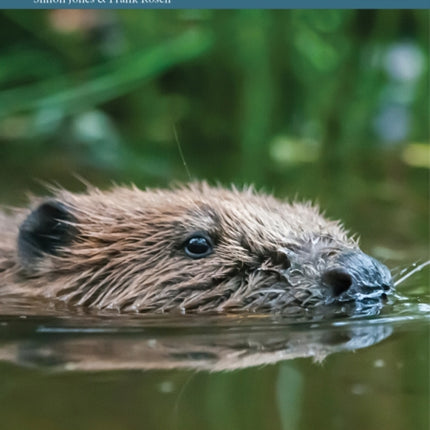 The Eurasian Beaver