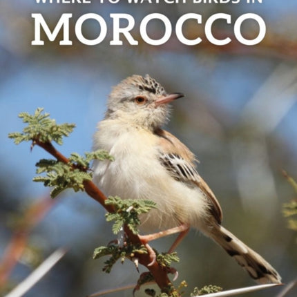 Where to Watch Birds in Morocco