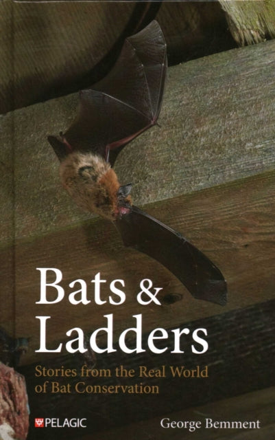 Bats  Ladders