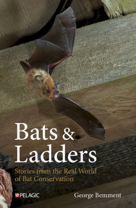 Bats  Ladders