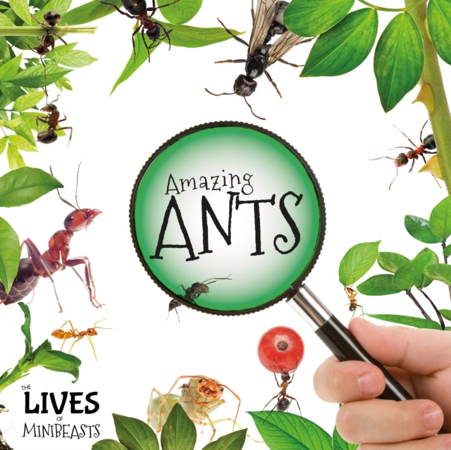 Amazing Ants