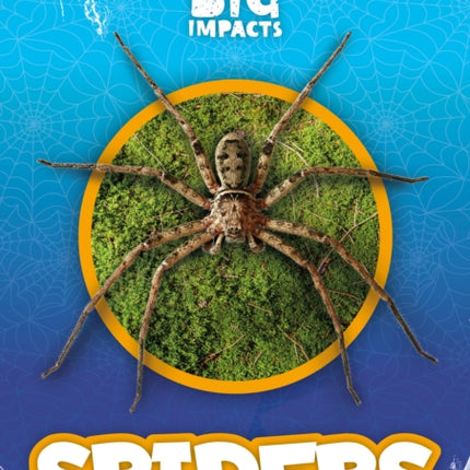 Spiders