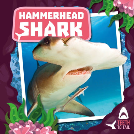 Hammerhead Shark: Teeth to Tail