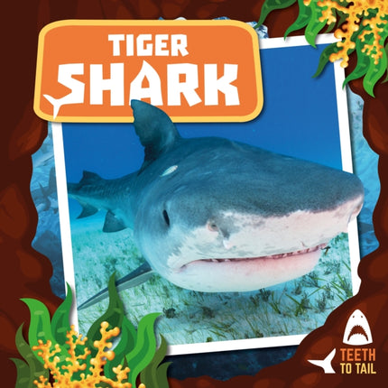 Tiger Shark: Teeth to Tail